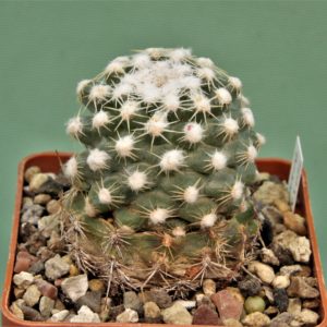 Pediocactus-winkleri-PJR530-1.