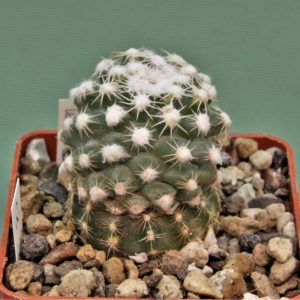 Pediocactus-winkleri-PJR530-2