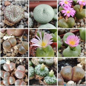 насміння conophytum mix 30 seeds