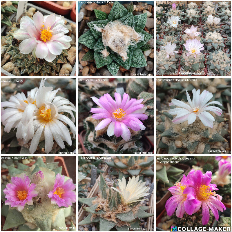 насіння ariocarpus mix 20 seeds