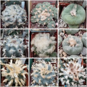 насіння lophophora 30 mix seeds