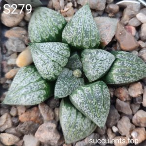 насіння S279 haworthia EMELYAE PICTA cherv seeds