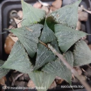 насіння S289 haworthia pilosa seeds