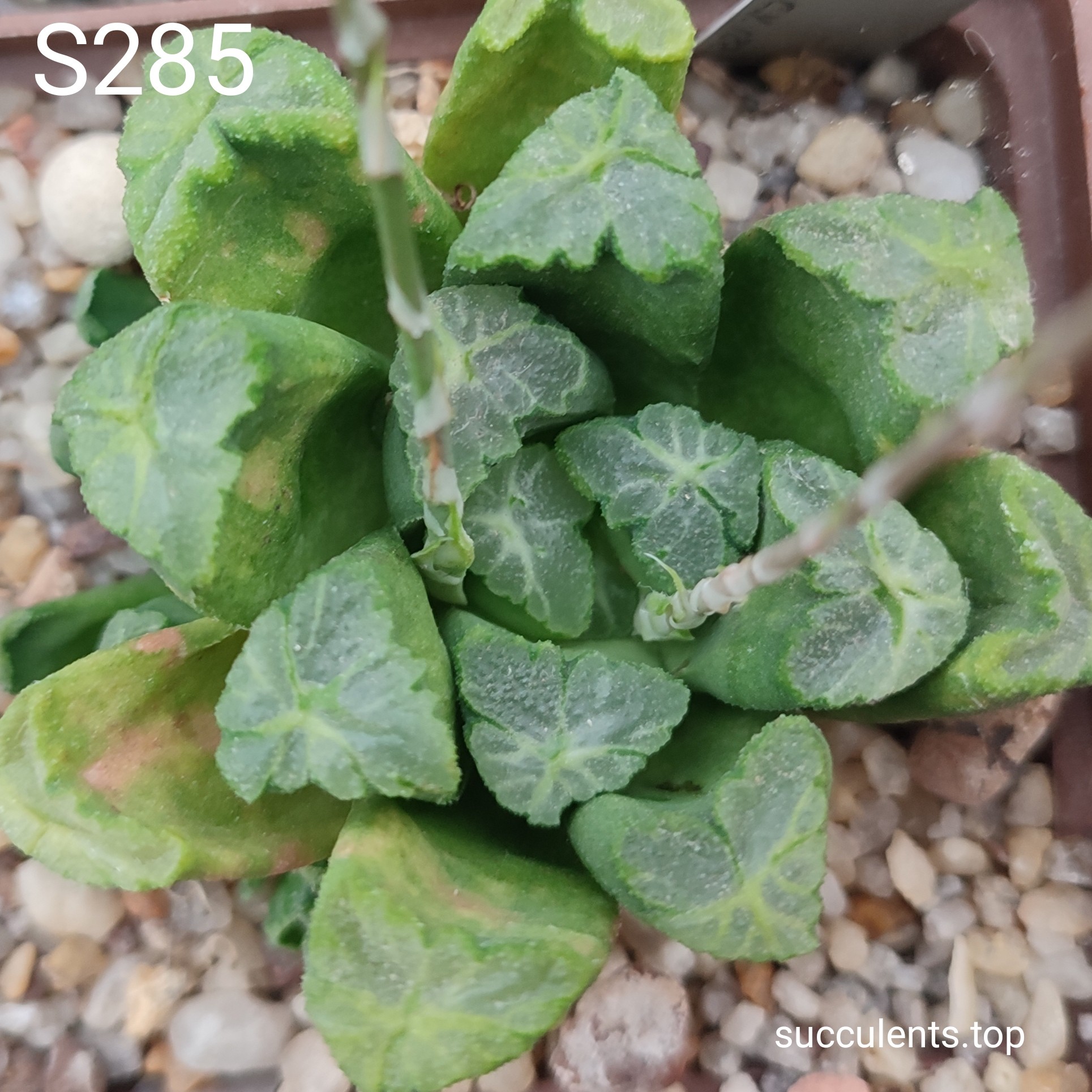 S285 S285