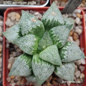 S302 haworthia emelyae seeds