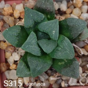 насіння S315 haworthia magnifica atrofusca seeds