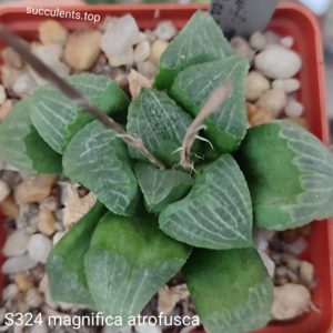 S324 haworthia magnifica atrofusca seeds