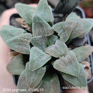 насіння S354 haworthia pygmeae JDV85/19 seeds