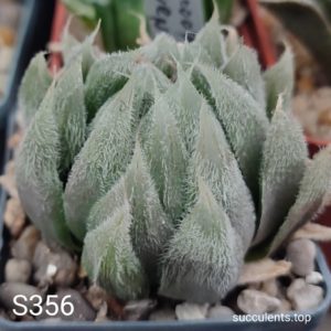насіння S356 haworthia cooperi venusta seeds