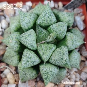 насіння haworthia S362.3 emelyae GM259 seeds