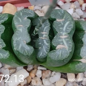 насіння S472.13 haworthia truncata selection seeds
