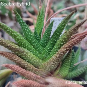 насіння haworthia S473 scabra x haw seeds