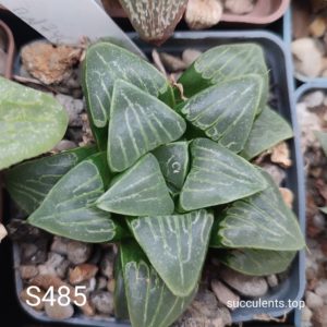 насіння S485 haworthia bayeri x haw seeds
