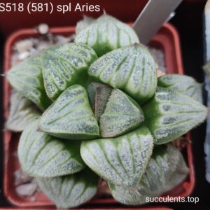 насіння haworthia S528 magnifica splendens Aries x haw seeds