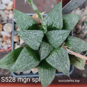 насіння S528 haworthia magnifica splendents seeds