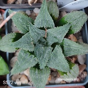 насіння S572 haworthia wimii seeds