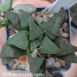 насіння S578 haworthia atrrofusca enigma seeds