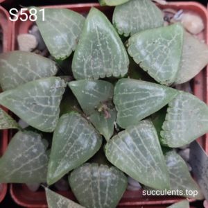насіння S581 haworthia bayeri x haw seeds
