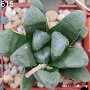 насіння S615 haworthia selection seeds
