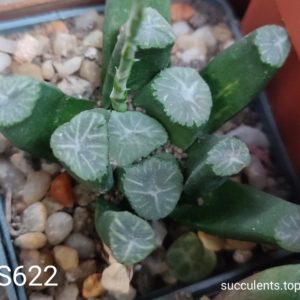 насіння S622 haworthia maughanii selection seeds