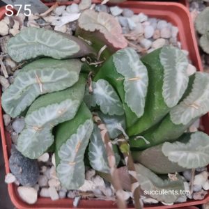 насіння S75 haworthia truncata x haw seeds