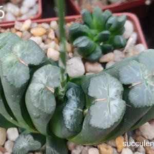 насіння S76 haworthia truncata SH seeds