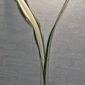 Sansevieria-trifasciata-v.-laurentii-f.-variegatet.