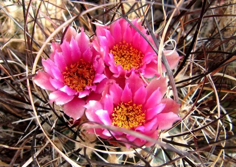 Sclerocactus spinosior v. blainei SB1540 -seeds-насіння-