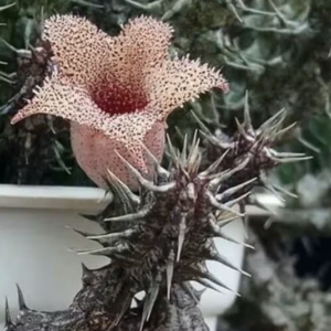 Stapelianthus dekaryi - пагони-