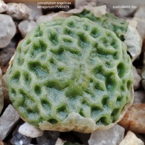 насіння conophytum angelicae tetragonum PVB9479 seeds