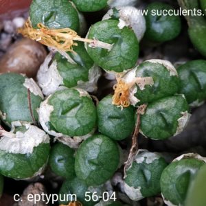 насіння conophytum eptypum seeds