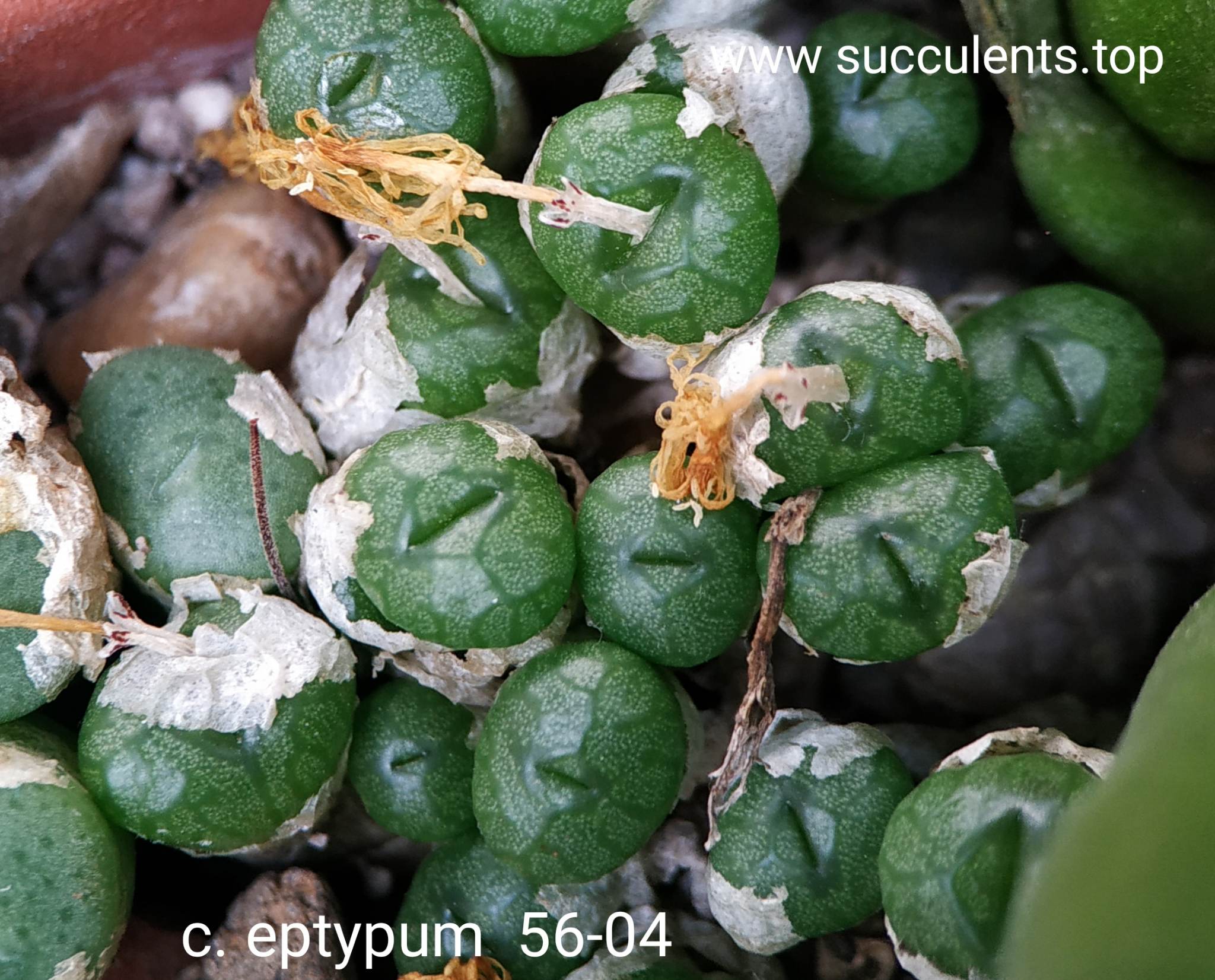 насіння conophytum eptypum seeds