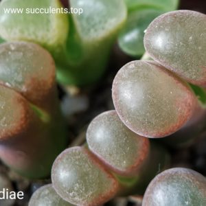 насіння conophytum lydiae seeds