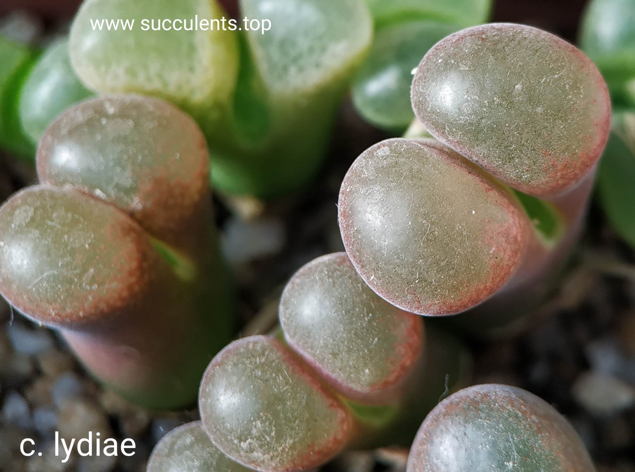 насіння conophytum lydiae seeds