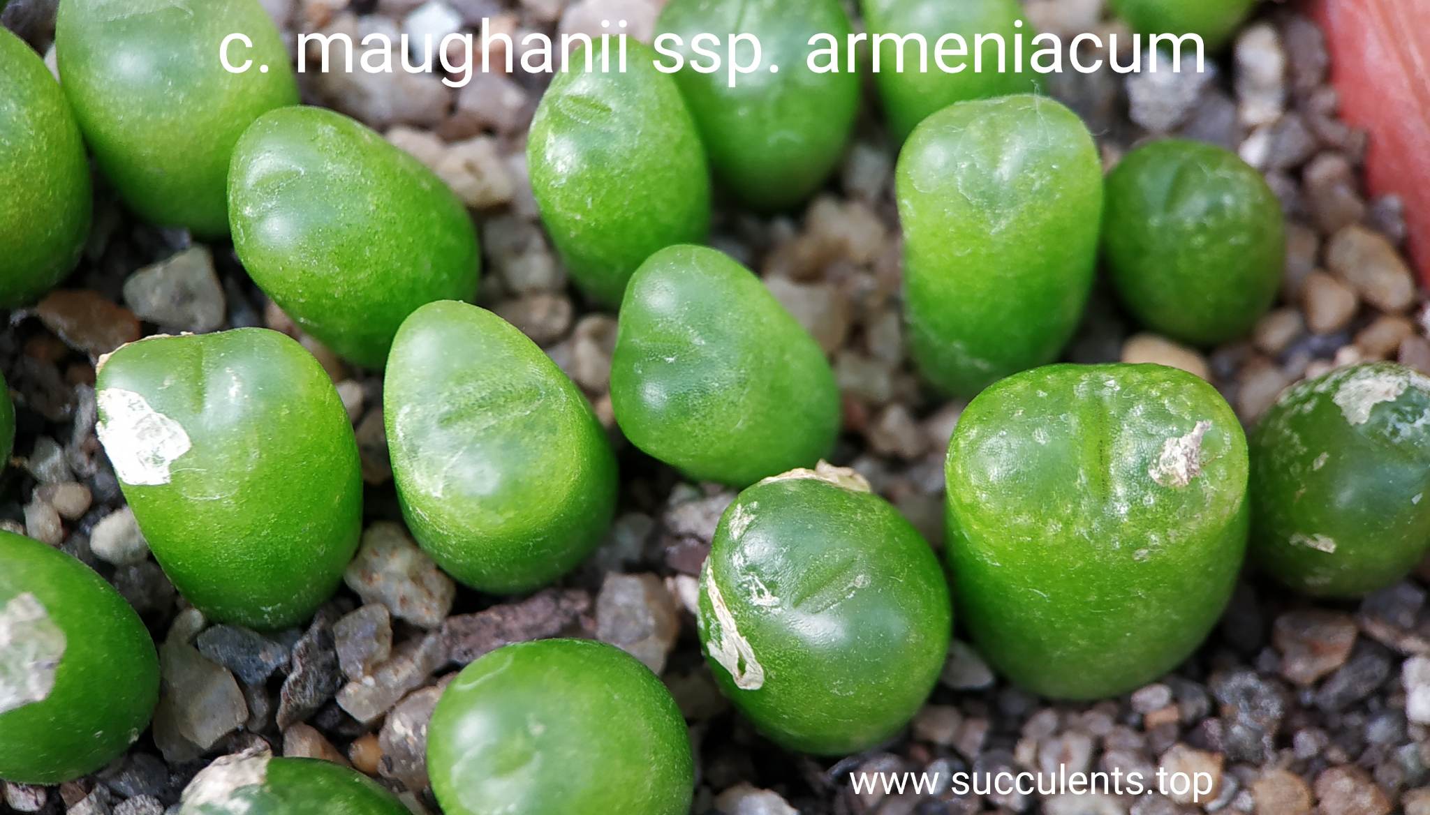 насіння conophytum maughanii seeds