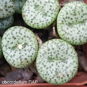 насіння conophytum obcordellum ПАР seeds