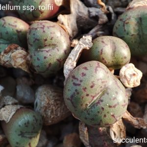 насіння conophytum obcordellum ssp rolfii seeds