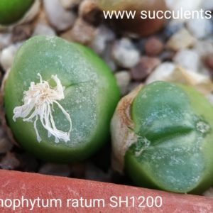 насіння conophytum ratum SH1200 seeds