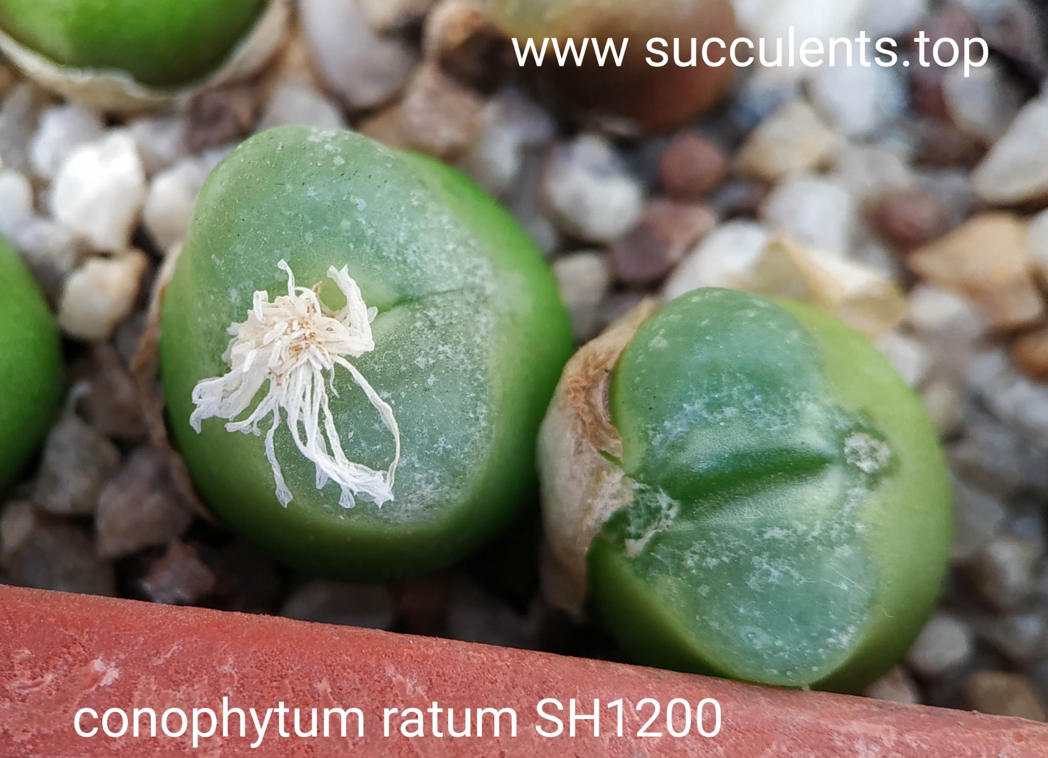 насіння conophytum ratum SH1200 seeds