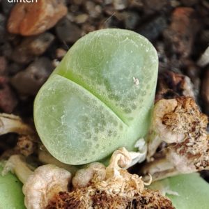 насіння conophytum dinteri seeds