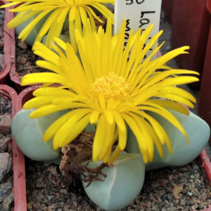 Lapidaria margaretae -Koehres- seeds-насіння- 10шт-