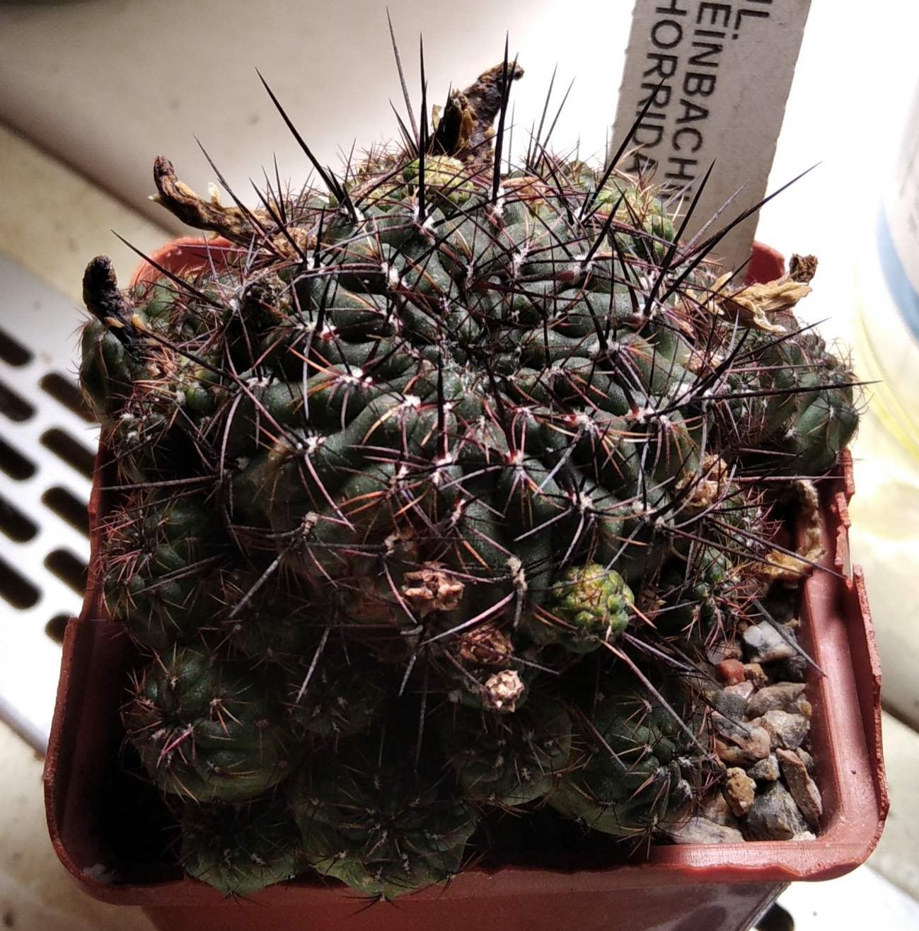 Sulcorebutia steinbachii v. horrida WR259/1 -пагони-