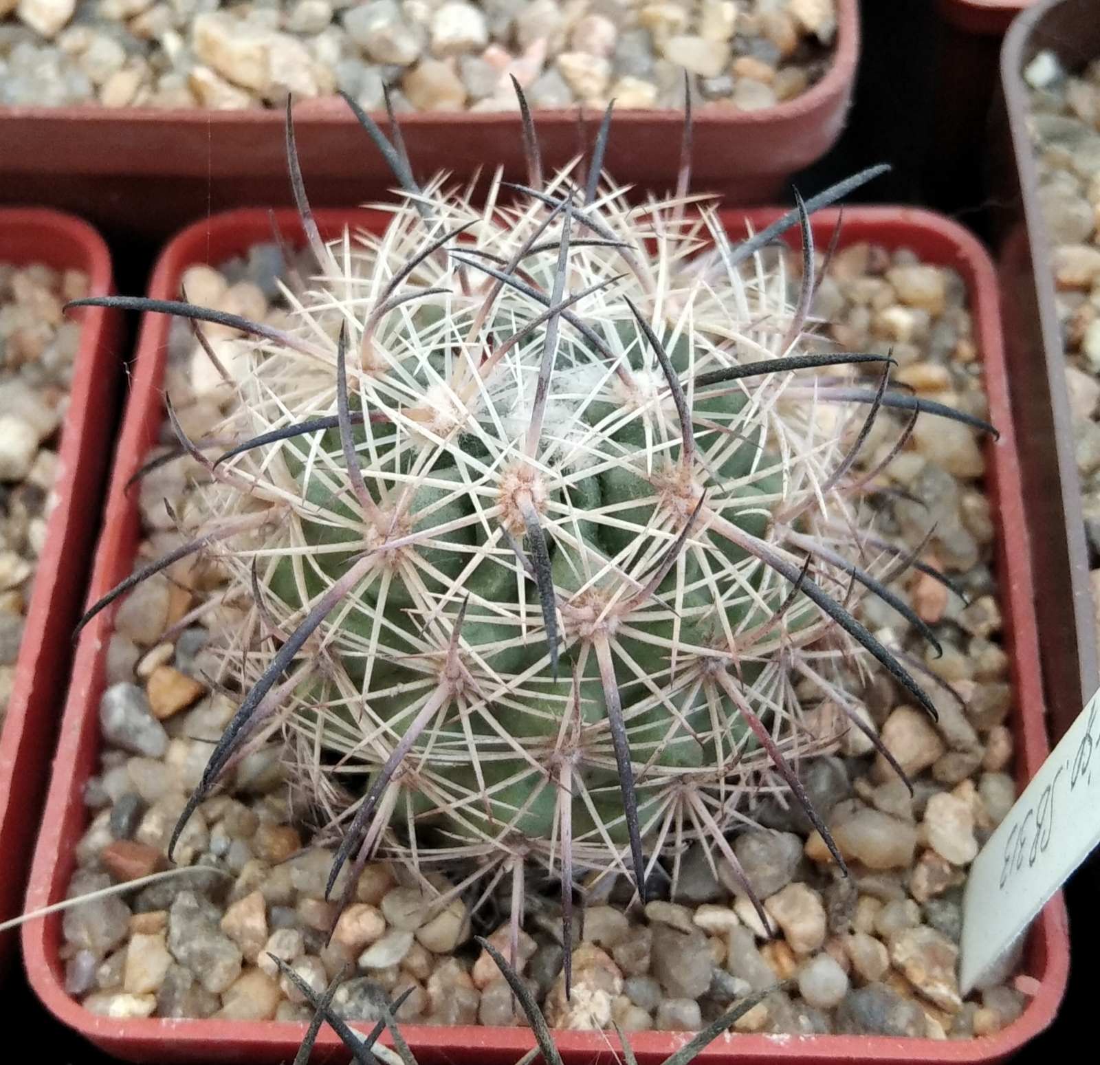 Echinomastus unguispinus SB313 -cube-6cm -своє коріння-