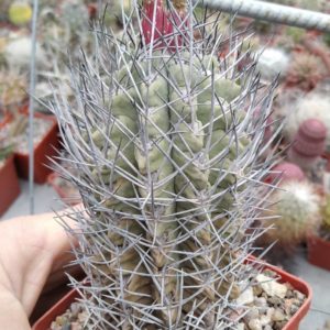 Neochilenia paucicostata -cube-8cm- 25+years-