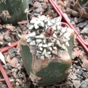 Ariocarpus  kotschoubeyanus v.macdowelii PP419  f. multicephalus-