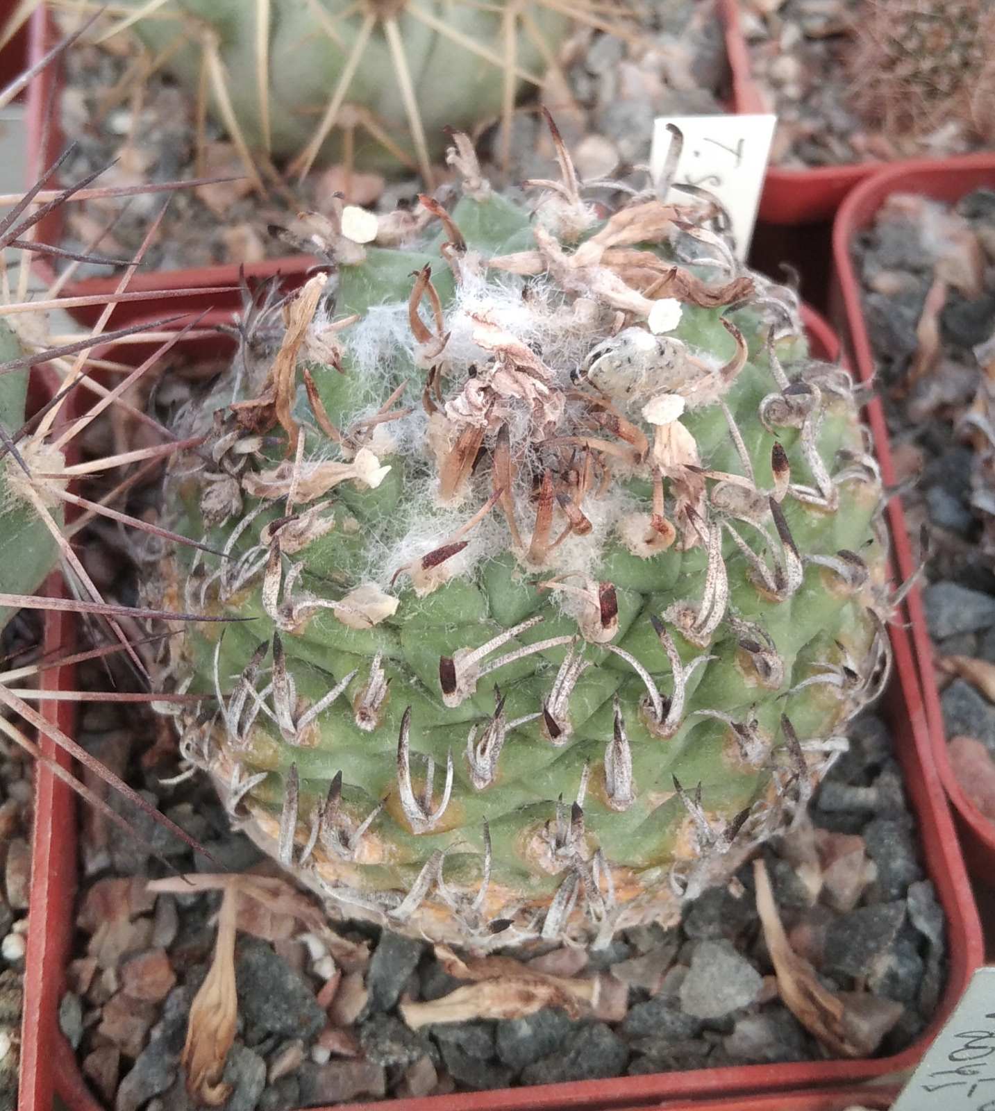 Turbinicarpus spec. Negrito- cube-7cm- біля 25 років-