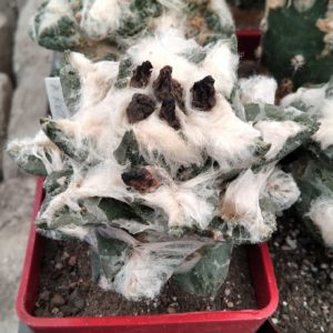 Ariocarpus hybr. hintonii x kotschoubeyanus -cube-7cm-