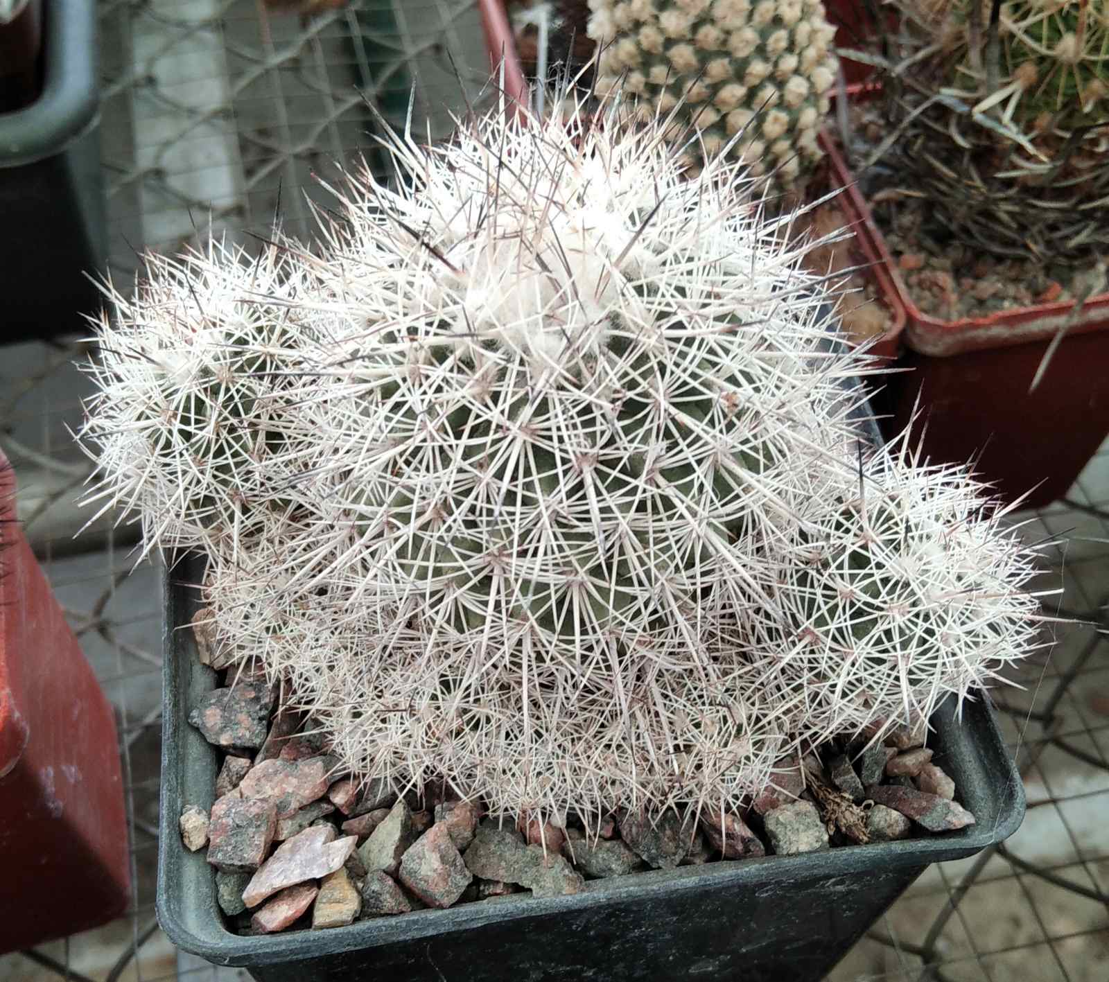 Gymnocactus horripilus ssp. kvetae -N. PROV.- -cube-8cm-25+years-