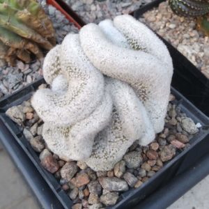 Lobivia  albolanata f. cristata- rare- горщик- 9cm -