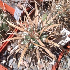 Toumea papyracantha SB330 -щеплена- сube-6cm-